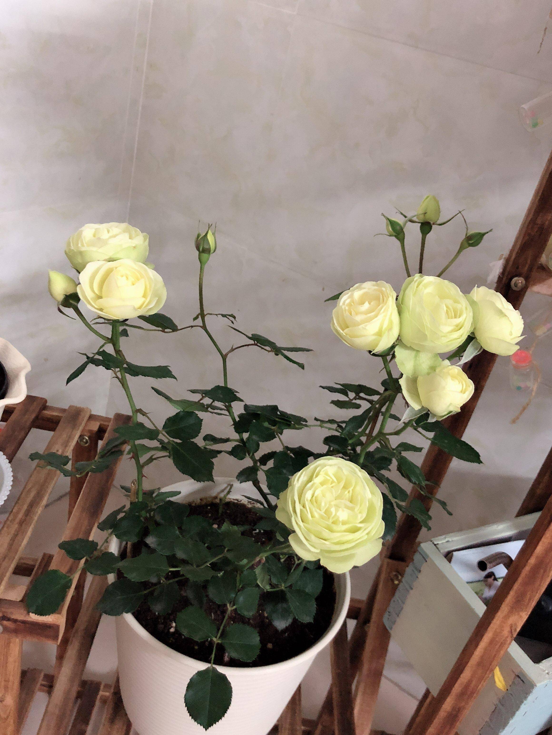 奶油龙沙月季优缺点有哪些(四季开花的奶油龙沙值得入手)-图片6